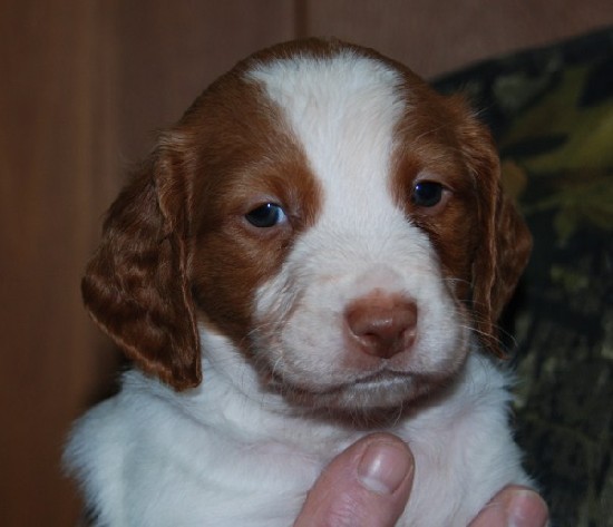 BLAZE WHITE TAIL - SOLD