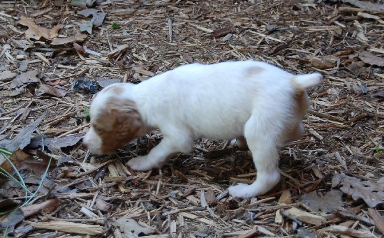 SAMMY - SOLD