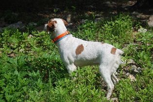 OTTER CREEK FANCY FRANCIS