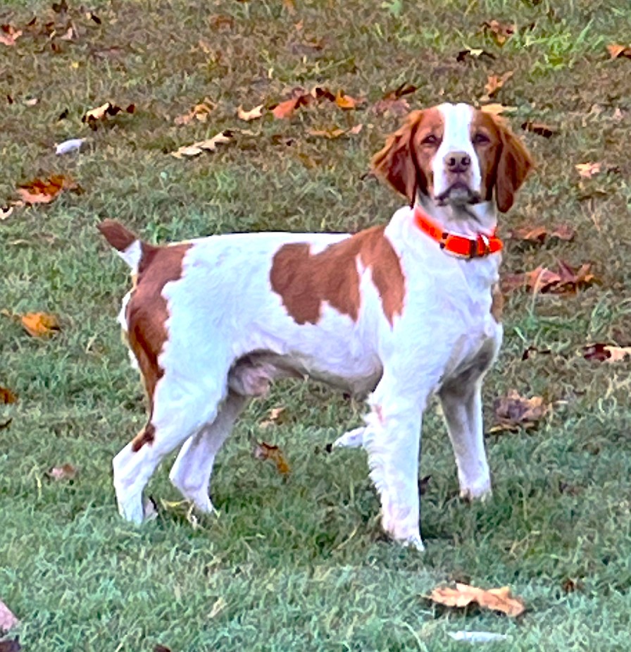 OTTER CREEK WATSON SIMBA