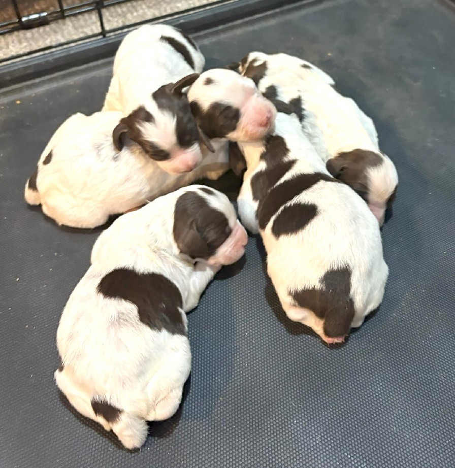 KATE/BLUE LITTER 2025